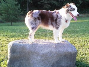Dog-On-It Parks Dog Park Climbing Boulders